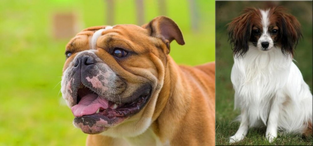 Phalene vs Miniature English Bulldog - Breed Comparison