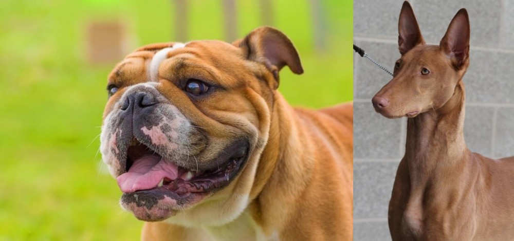 Pharaoh Hound vs Miniature English Bulldog - Breed Comparison