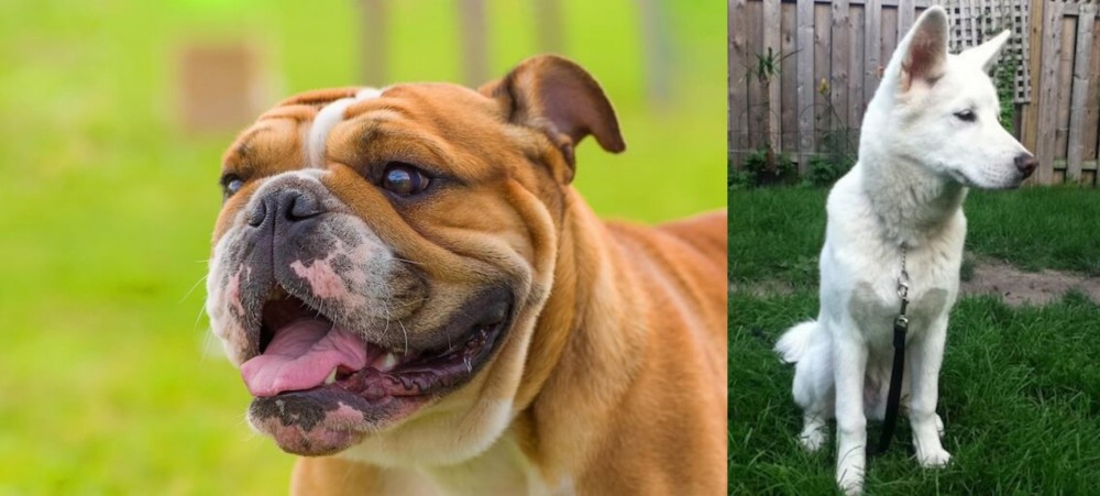 Phung San vs Miniature English Bulldog - Breed Comparison