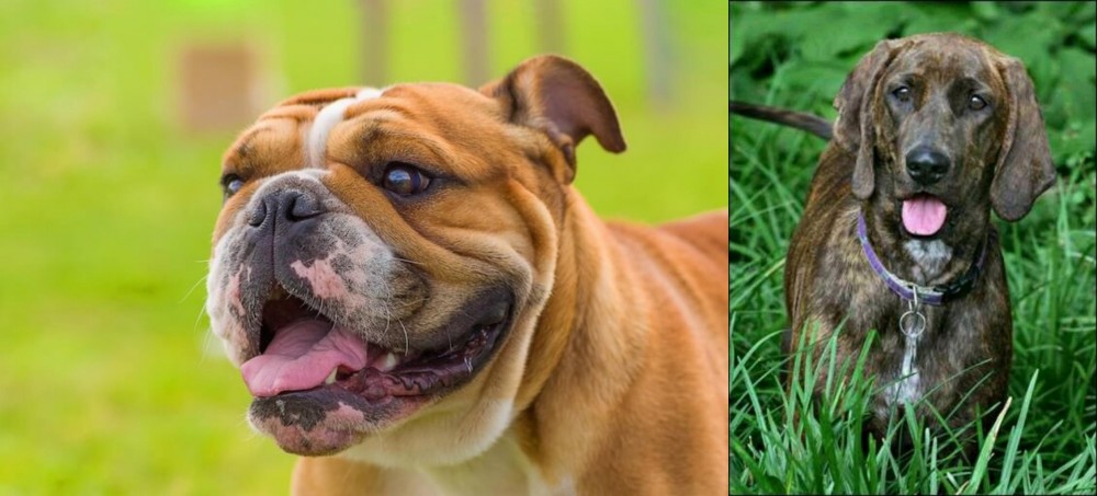 Plott Hound vs Miniature English Bulldog - Breed Comparison