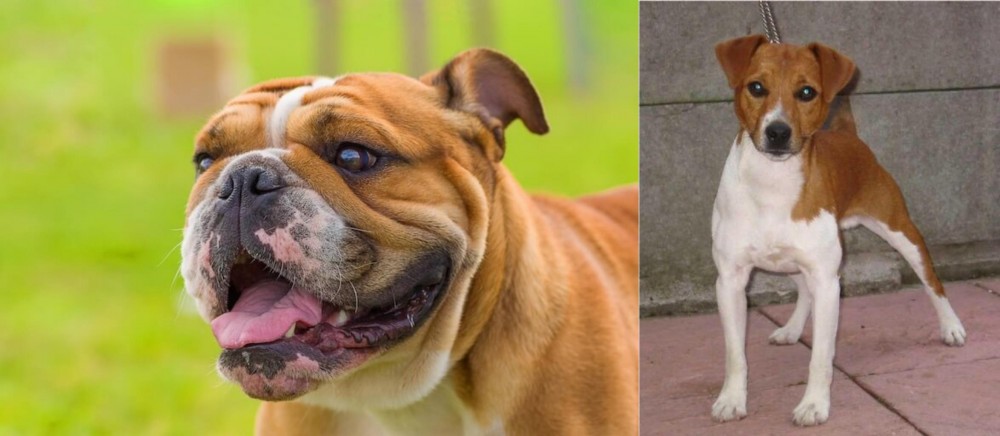 Plummer Terrier vs Miniature English Bulldog - Breed Comparison