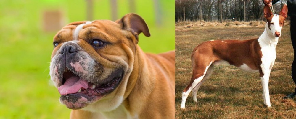 Podenco Canario vs Miniature English Bulldog - Breed Comparison