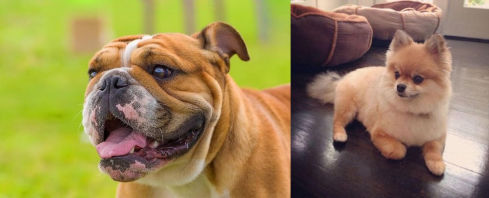 Pomeranian vs Miniature English Bulldog - Breed Comparison