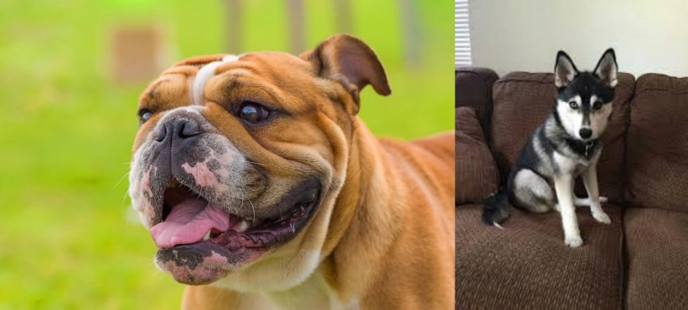 Pomsky vs Miniature English Bulldog - Breed Comparison