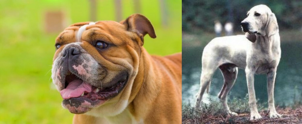 Porcelaine vs Miniature English Bulldog - Breed Comparison