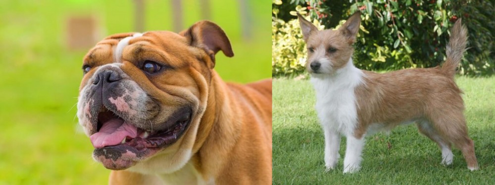 Portuguese Podengo vs Miniature English Bulldog - Breed Comparison
