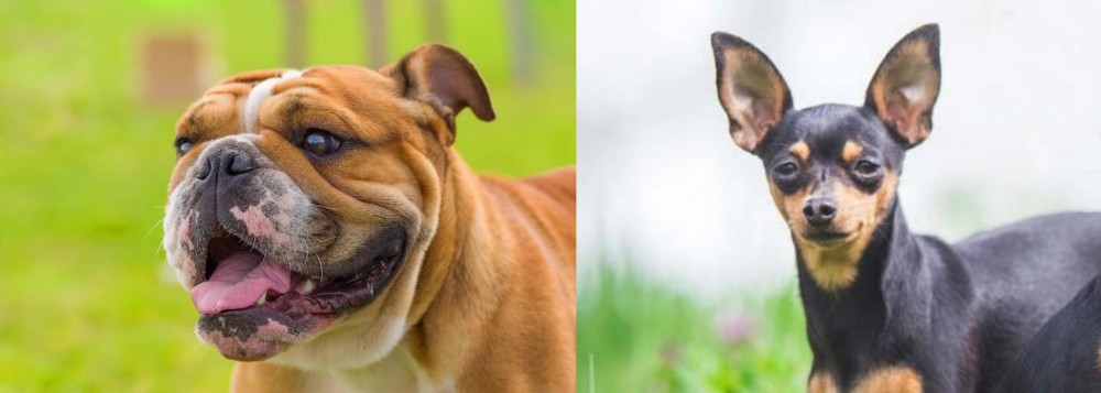 Prazsky Krysarik vs Miniature English Bulldog - Breed Comparison