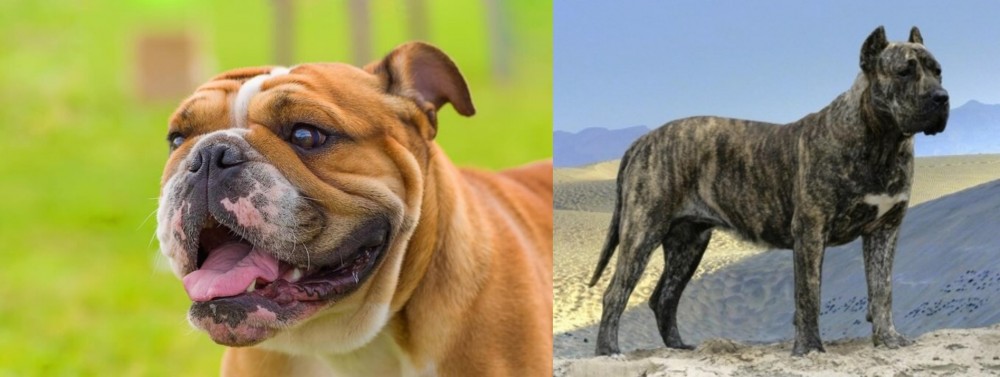 Presa Canario vs Miniature English Bulldog - Breed Comparison