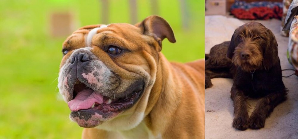 Pudelpointer vs Miniature English Bulldog - Breed Comparison