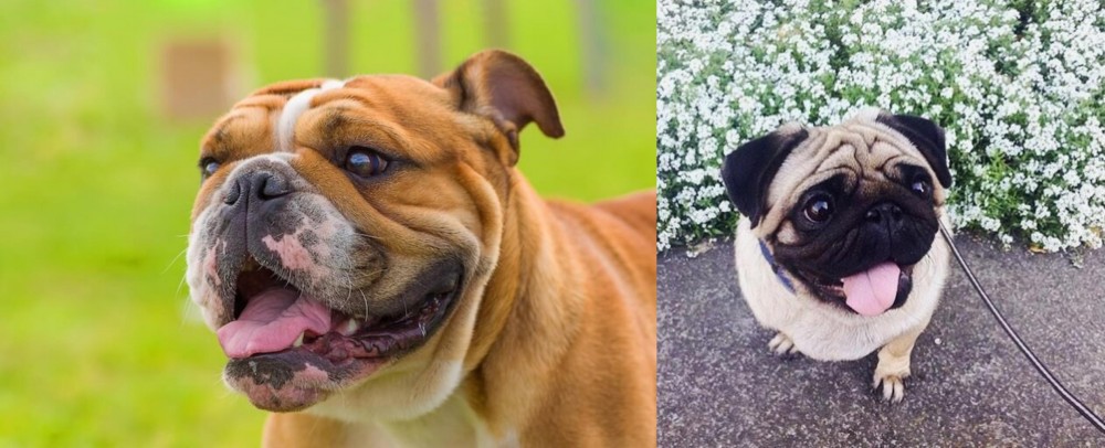 Pug vs Miniature English Bulldog - Breed Comparison