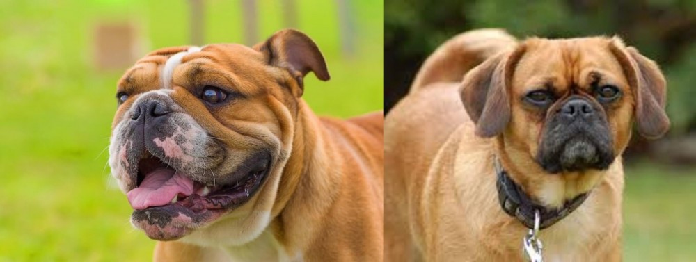 Pugalier vs Miniature English Bulldog - Breed Comparison