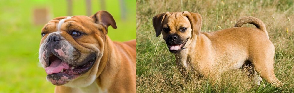 Puggle vs Miniature English Bulldog - Breed Comparison