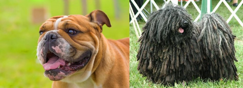 Puli vs Miniature English Bulldog - Breed Comparison