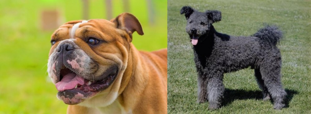 Pumi vs Miniature English Bulldog - Breed Comparison