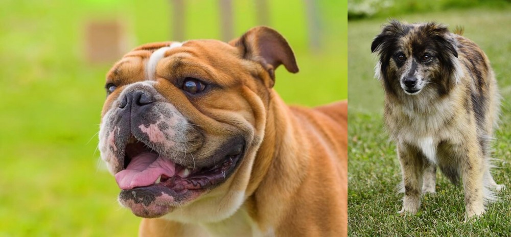Pyrenean Shepherd vs Miniature English Bulldog - Breed Comparison