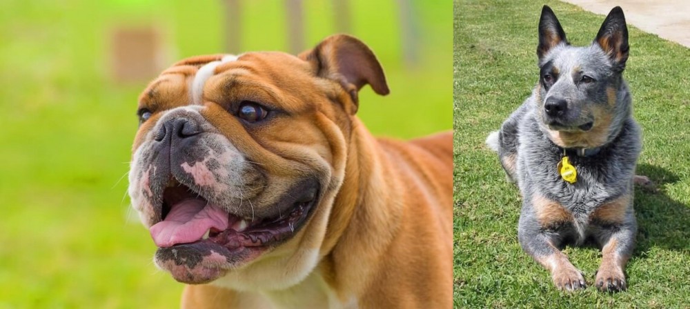 Queensland Heeler vs Miniature English Bulldog - Breed Comparison