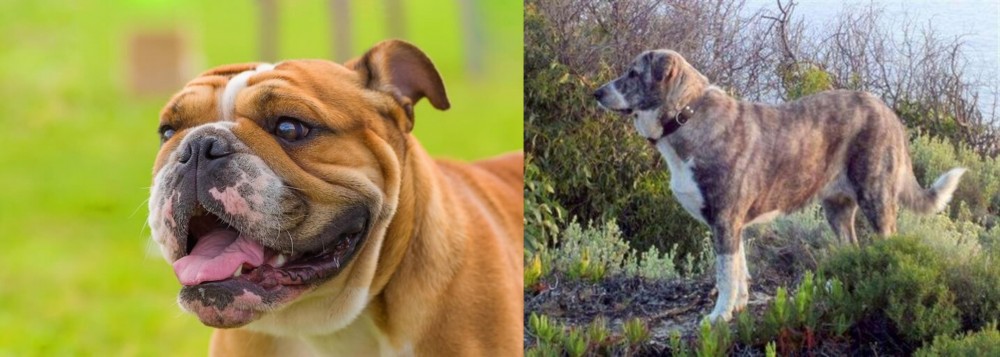 Rafeiro do Alentejo vs Miniature English Bulldog - Breed Comparison