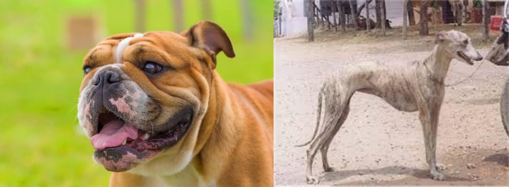 Rampur Greyhound vs Miniature English Bulldog - Breed Comparison