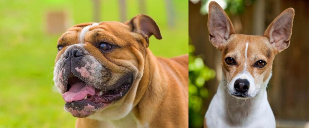 Rat Terrier vs Miniature English Bulldog - Breed Comparison