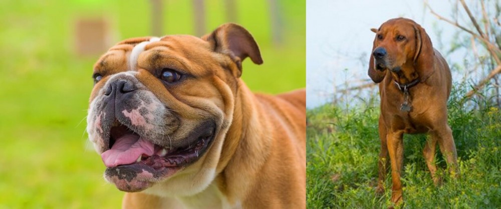 Redbone Coonhound vs Miniature English Bulldog - Breed Comparison