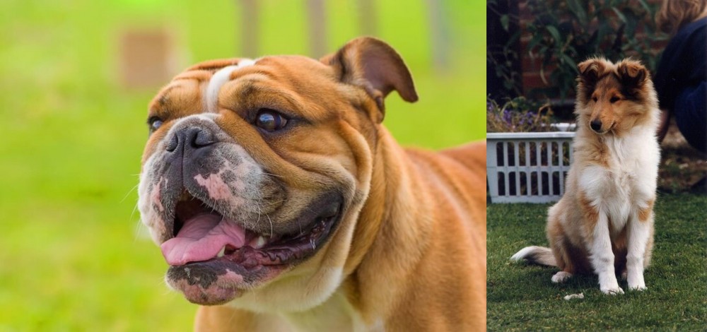 Rough Collie vs Miniature English Bulldog - Breed Comparison