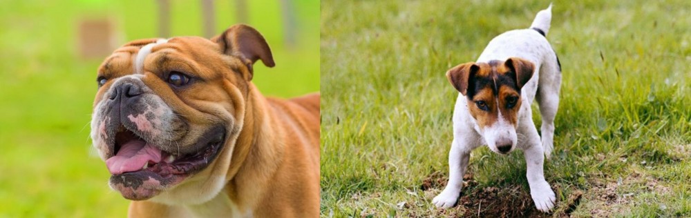 Russell Terrier vs Miniature English Bulldog - Breed Comparison