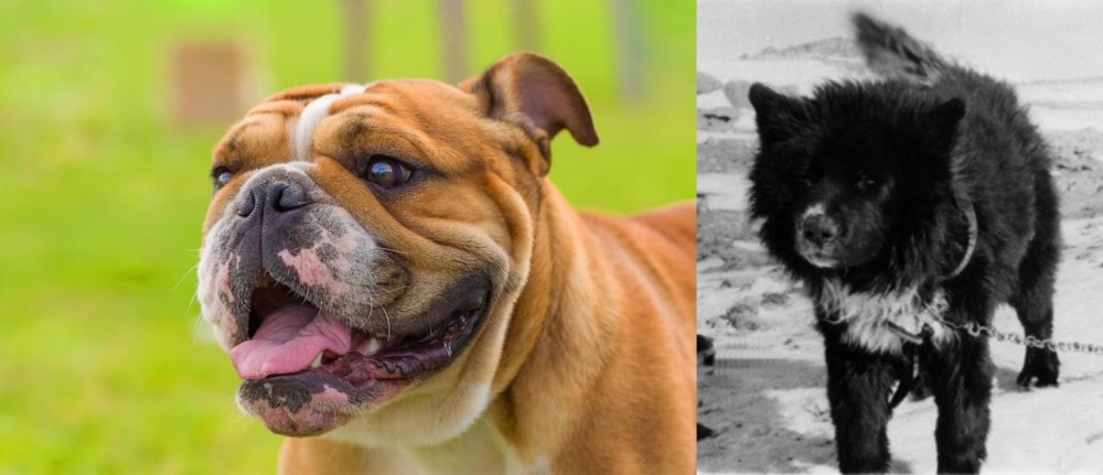 Sakhalin Husky vs Miniature English Bulldog - Breed Comparison