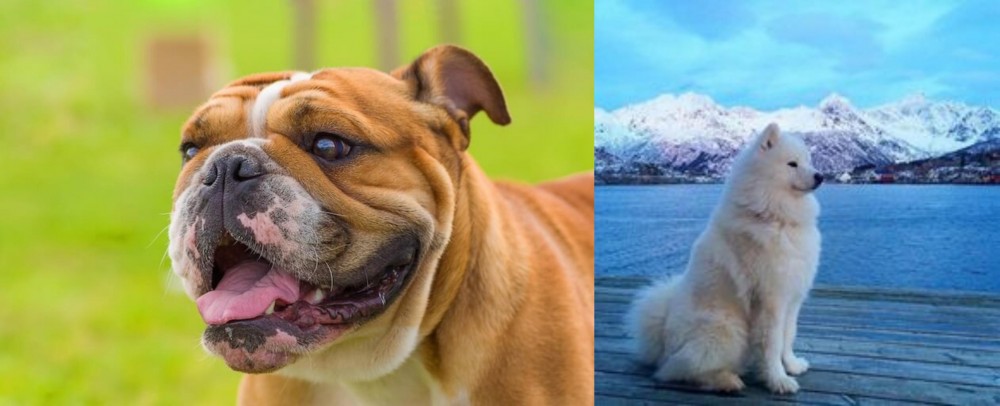 Samoyed vs Miniature English Bulldog - Breed Comparison