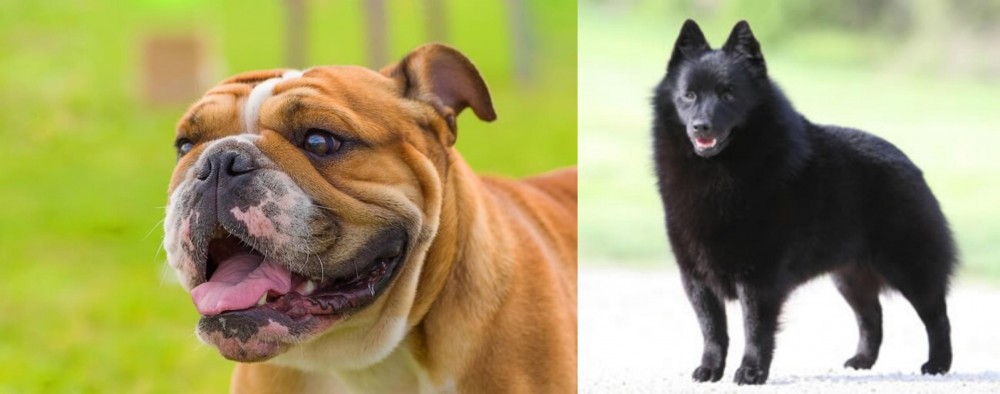 Schipperke vs Miniature English Bulldog - Breed Comparison
