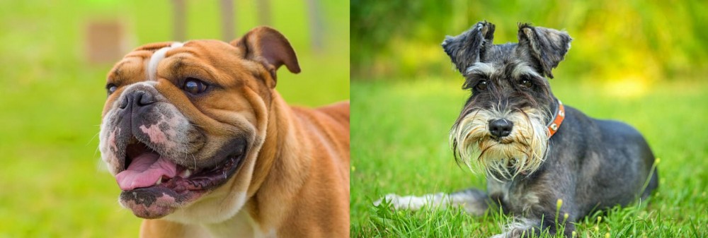 Schnauzer vs Miniature English Bulldog - Breed Comparison
