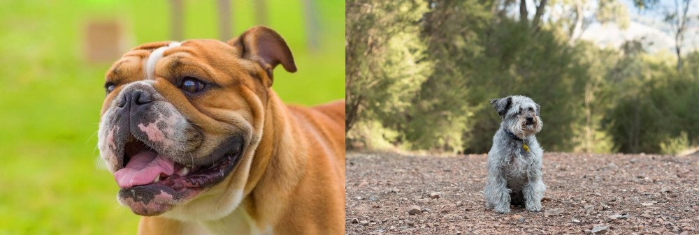 Schnoodle vs Miniature English Bulldog - Breed Comparison