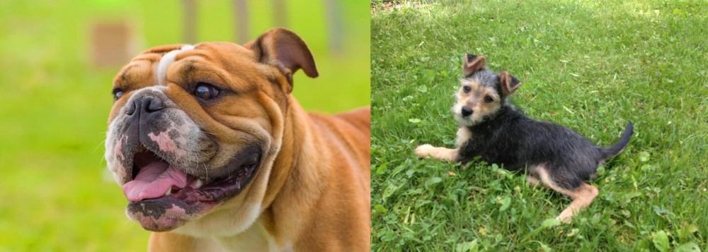 Schnorkie vs Miniature English Bulldog - Breed Comparison
