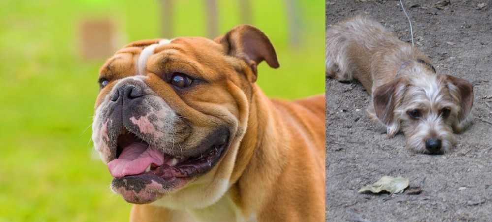 Schweenie vs Miniature English Bulldog - Breed Comparison