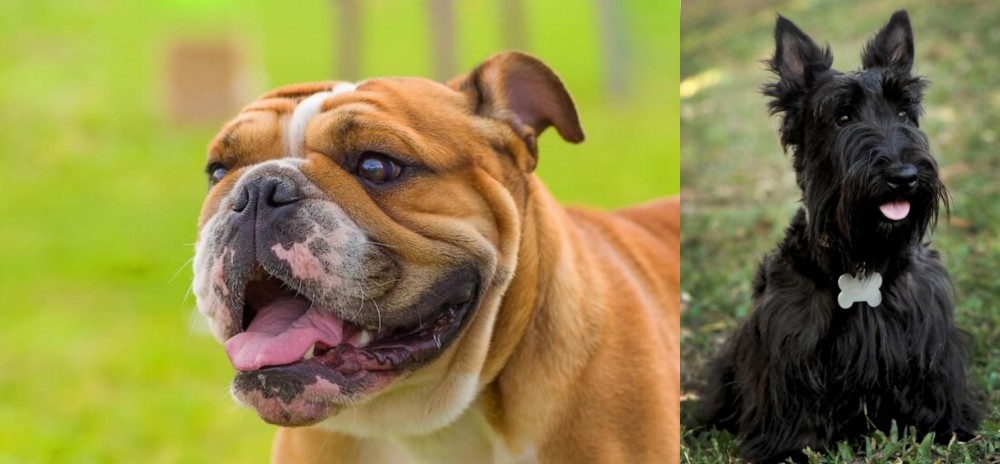 Scoland Terrier vs Miniature English Bulldog - Breed Comparison