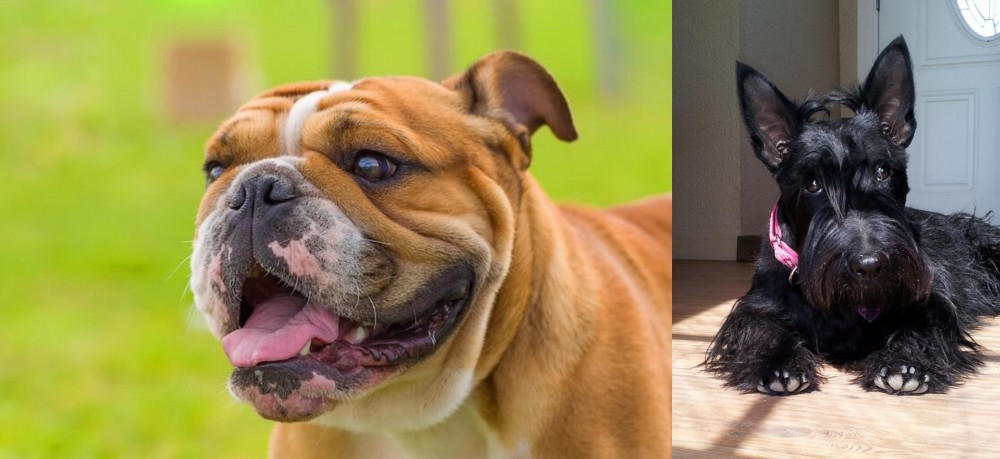 Scottish Terrier vs Miniature English Bulldog - Breed Comparison