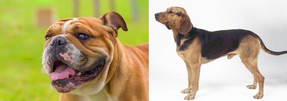 Serbian Hound vs Miniature English Bulldog - Breed Comparison
