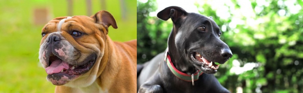Shepard Labrador vs Miniature English Bulldog - Breed Comparison