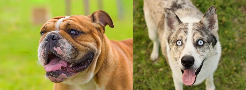Shepherd Husky vs Miniature English Bulldog - Breed Comparison