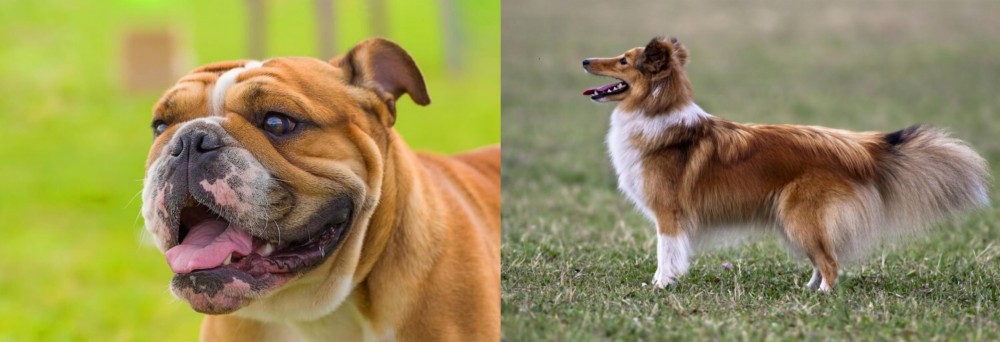 Shetland Sheepdog vs Miniature English Bulldog - Breed Comparison
