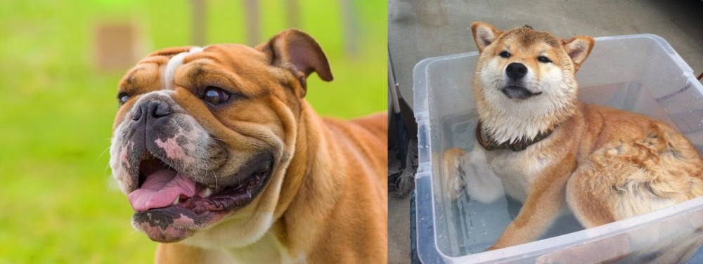 Shiba Inu vs Miniature English Bulldog - Breed Comparison