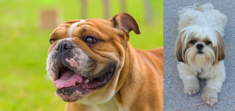 Shih Tzu vs Miniature English Bulldog - Breed Comparison