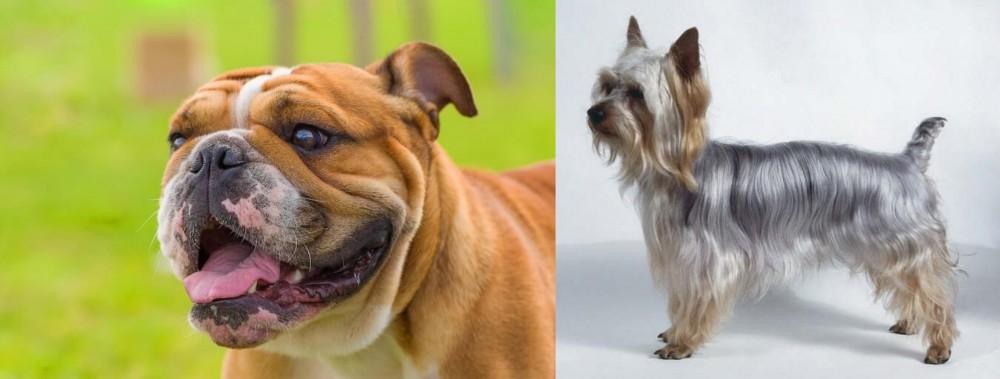 Silky Terrier vs Miniature English Bulldog - Breed Comparison