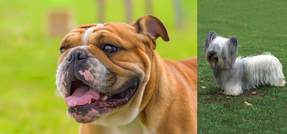Skye Terrier vs Miniature English Bulldog - Breed Comparison