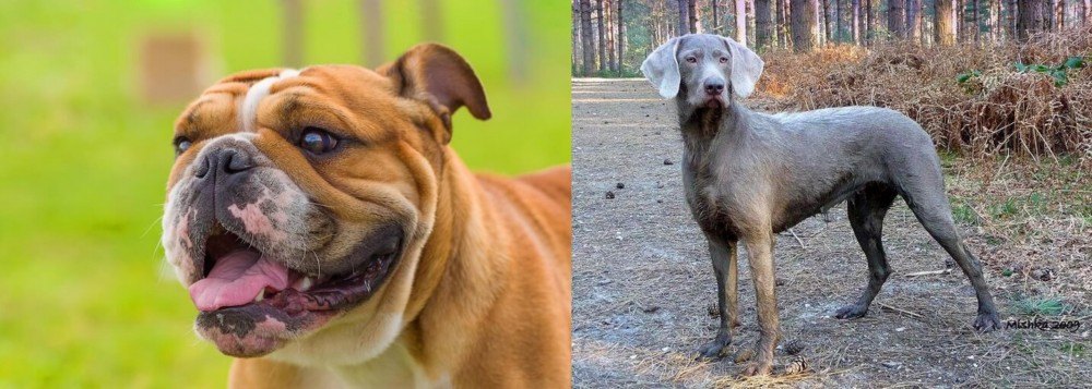 Slovensky Hrubosrsty Stavac vs Miniature English Bulldog - Breed Comparison