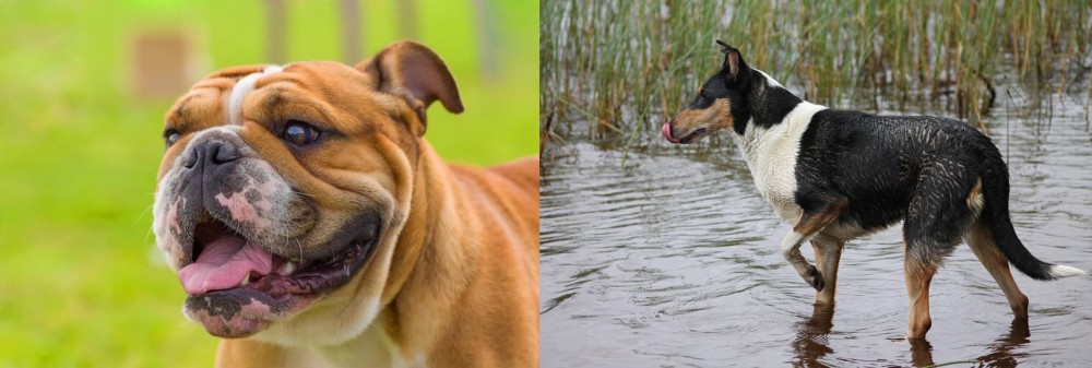 Smooth Collie vs Miniature English Bulldog - Breed Comparison