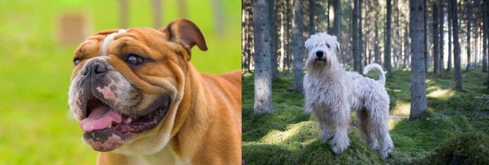 Soft-Coated Wheaten Terrier vs Miniature English Bulldog - Breed Comparison