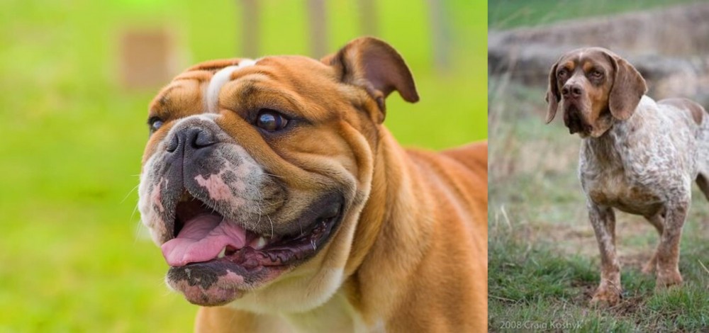 Spanish Pointer vs Miniature English Bulldog - Breed Comparison