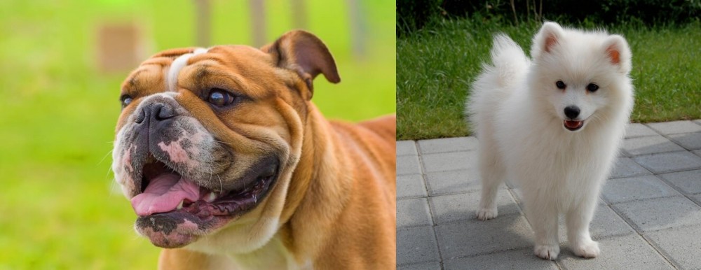 Spitz vs Miniature English Bulldog - Breed Comparison