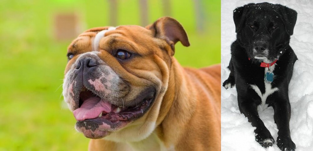 St. John's Water Dog vs Miniature English Bulldog - Breed Comparison