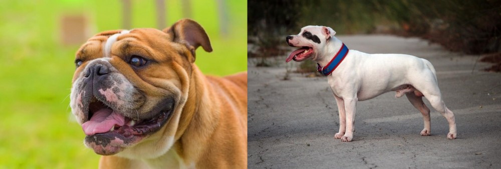 Staffordshire Bull Terrier vs Miniature English Bulldog - Breed Comparison
